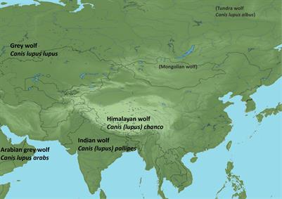 The Diversity in the Genus Canis Challenges Conservation Biology: A Review of Available Data on Asian Wolves
